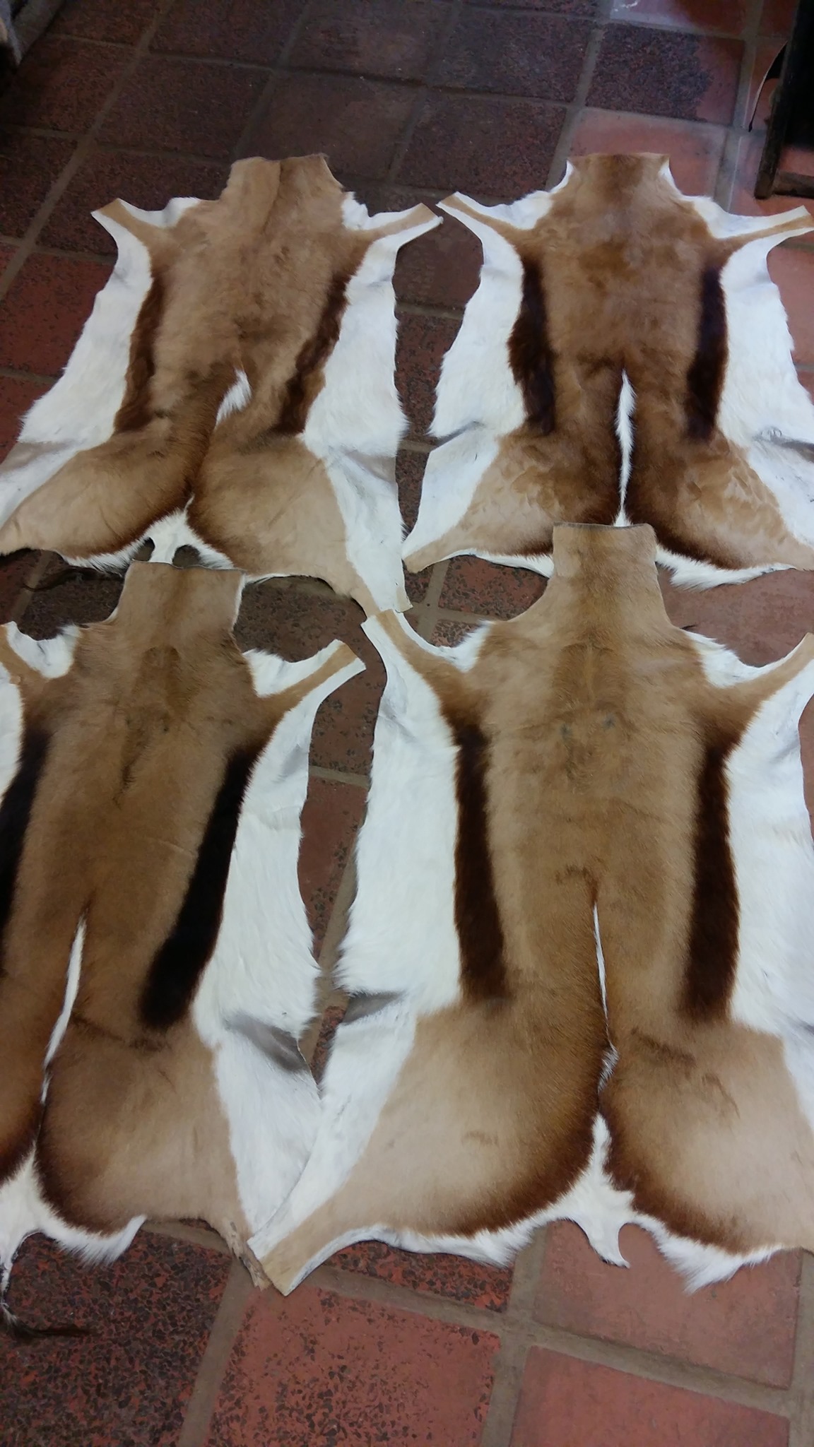 springbok Cape Game Skin Tannery