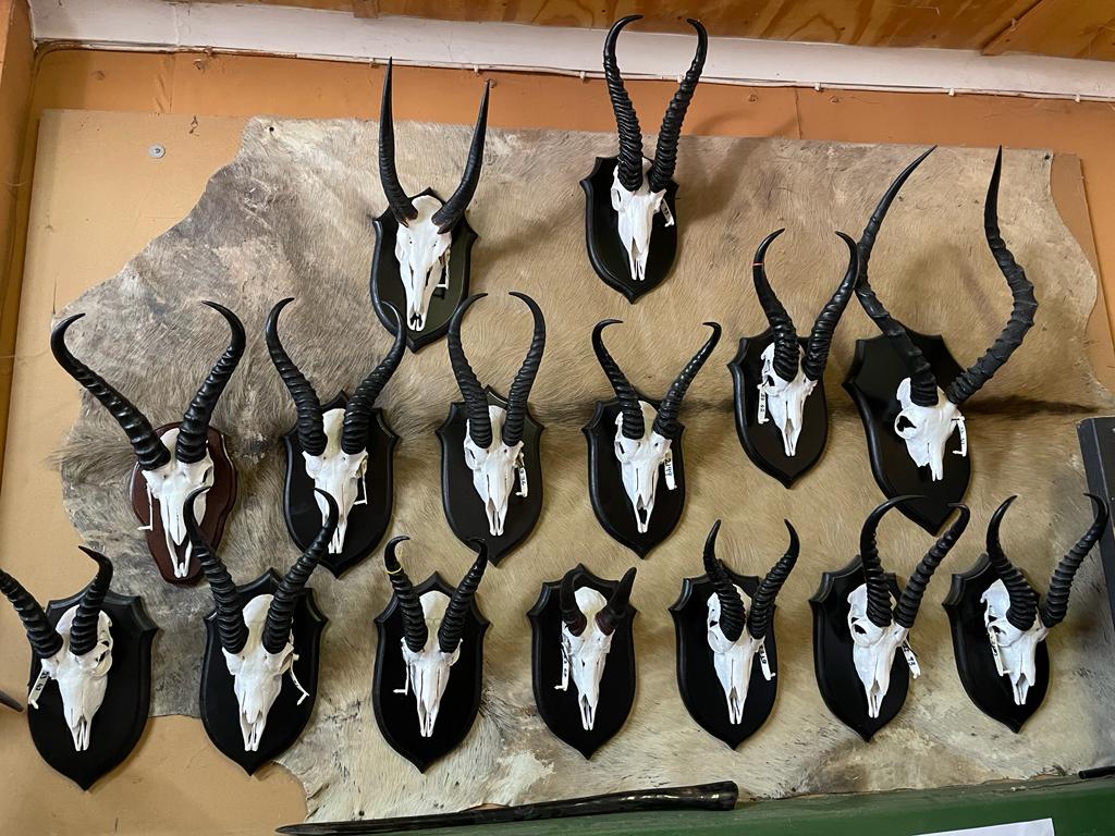 Skull Mounts