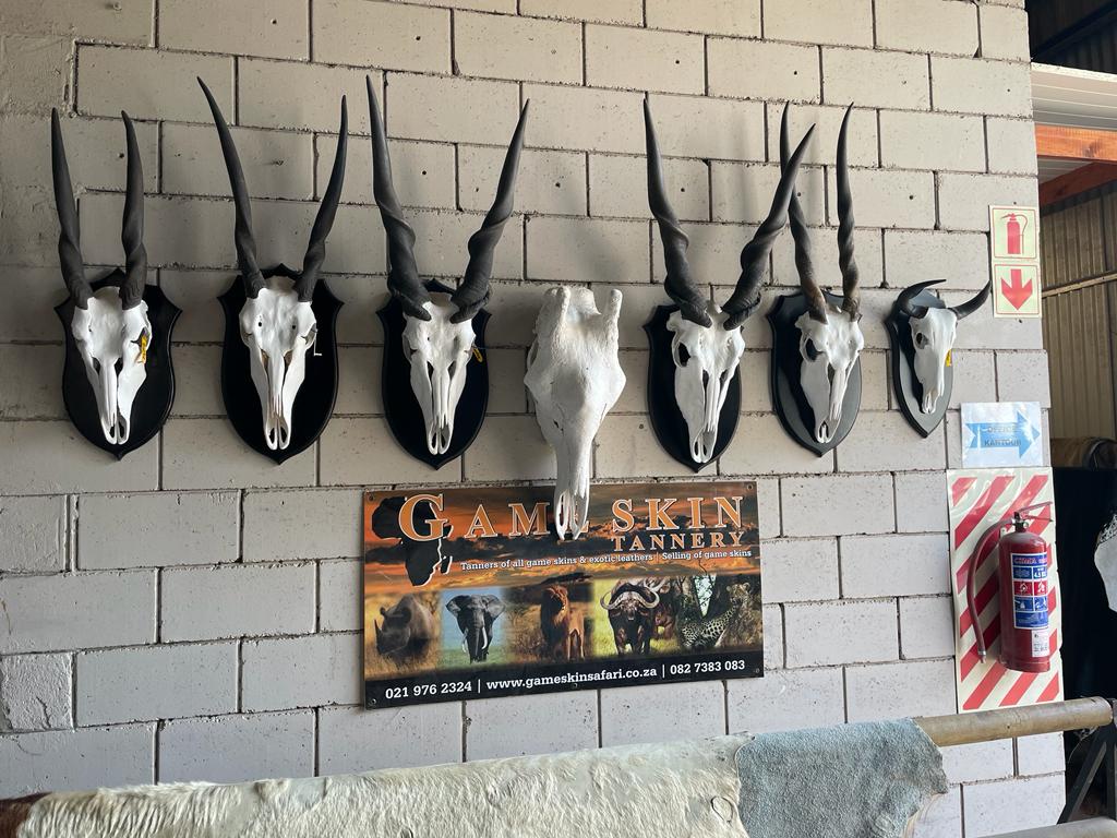 Cape Game Skin Tannery Skull mounts