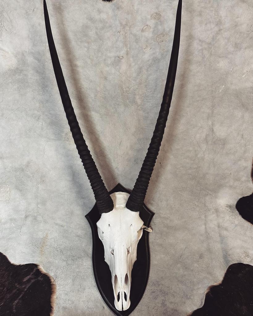 Cape Game Skin Tannery Gemsbok Skull Mount