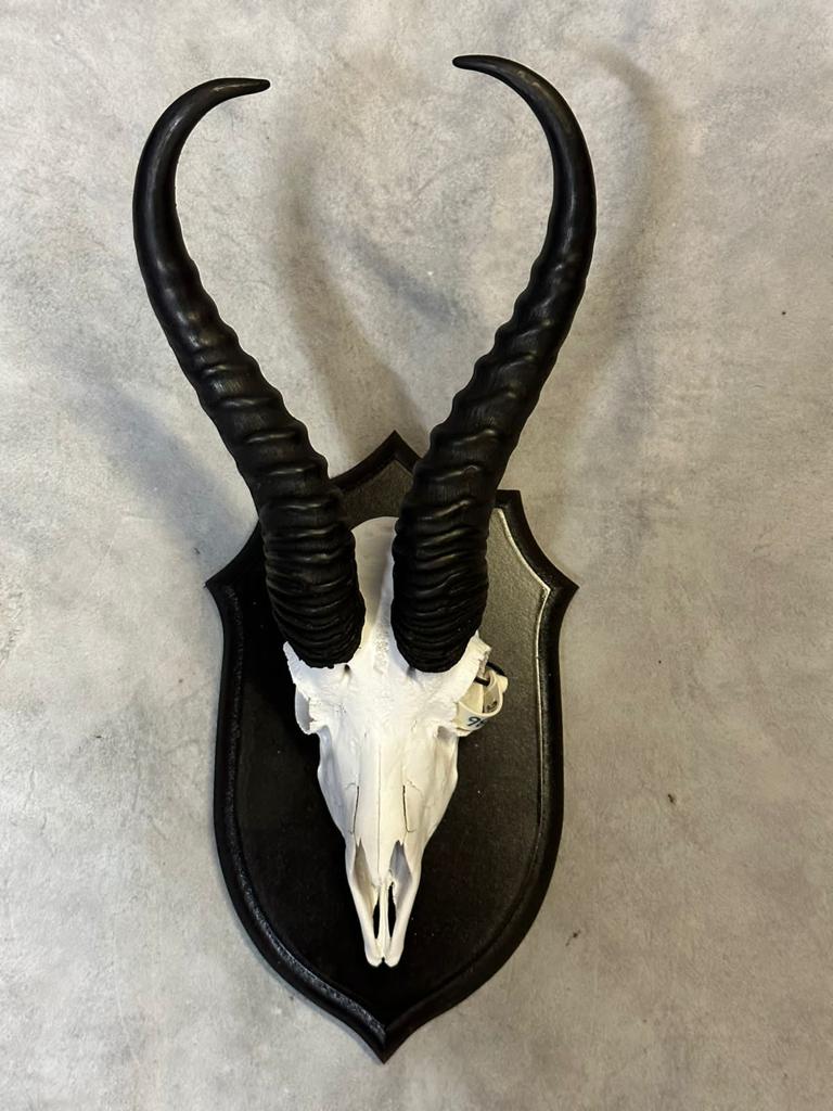 Cape Game Skin Tannery Skull Mount Springbok